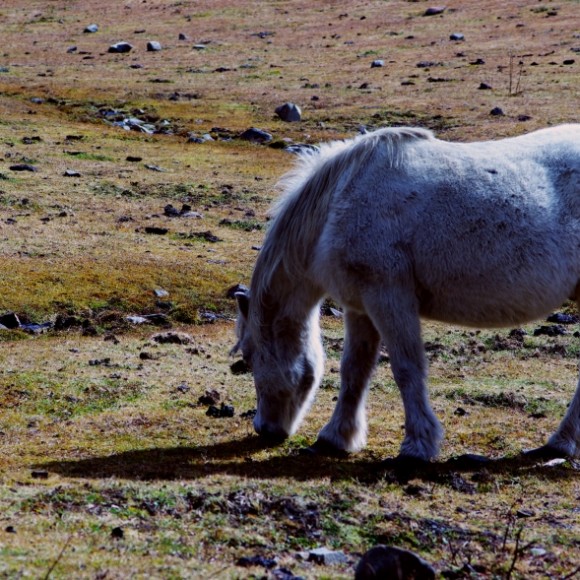 《秋日下的牧场》