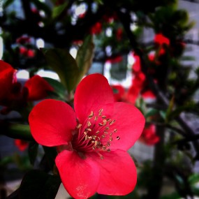 手机拍了几朵小花