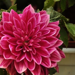 “幸福金秋、菊香古城”展花儿写真