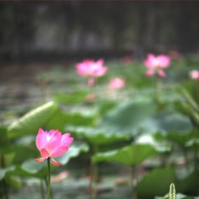 看荷要戴老花镜  （1）
