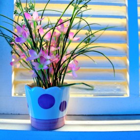 窗台上的生命力
