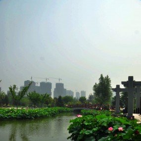 荷花飘曳的大唐芙蓉