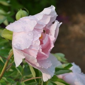 雨后 郁金香更美 牡丹花更艳