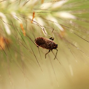 【微距试拍】秋虫