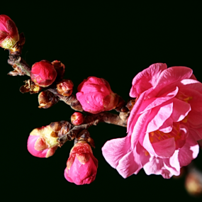 显示器年校后的几张片片