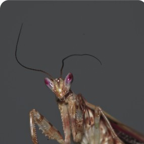 西风烈   螳螂威武