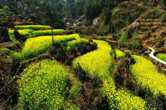 漩涡镇油菜花