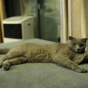 【家中的成员肉丁】