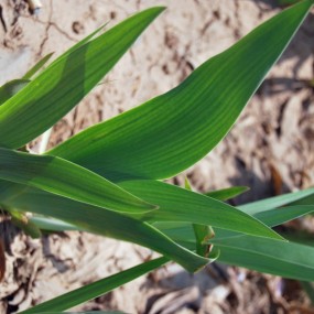2012 ，清明节，青龙寺，花
