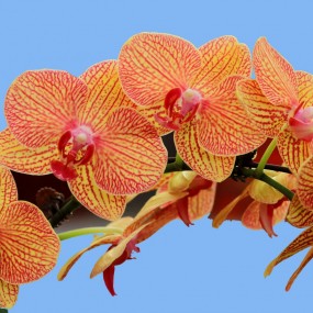 花市拍花（2015）