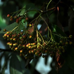 闲来无事 植物园去了一趟