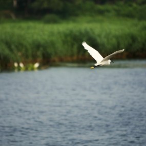 飞翔的鸟和树叶