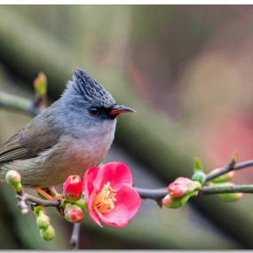 朋友拍的鸟：花丛中