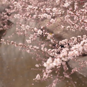 春天的第一抹微笑（妹妹篇）