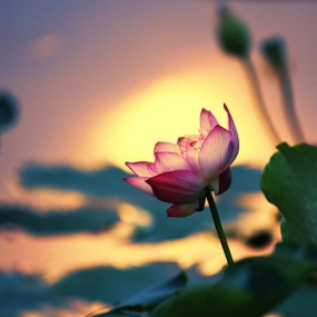 秋日·莲--航海王基德