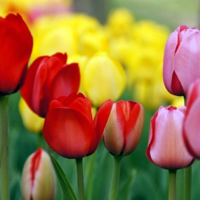 春风吹开郁金香