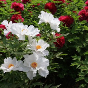 牡丹花开春满园