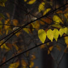 暖冬的叶子--附带几只路过的鸟
