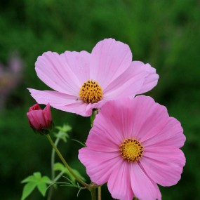 格桑花开咸阳塬（2015）