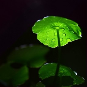 光触角下的铜钱草