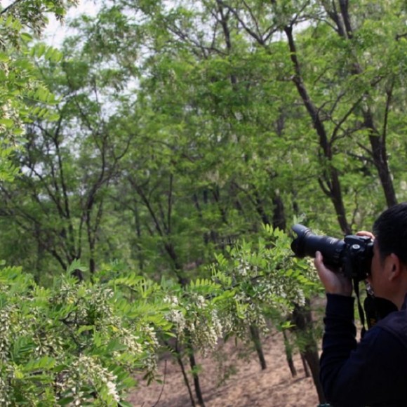 大荔沙苑槐花绽放分外香
