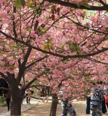 青龙寺里观樱花