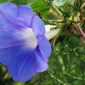 田间的“打碗花”犹如少女在阳光晨露下闪烁