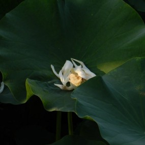 卡片机打荷，请前辈鉴定...