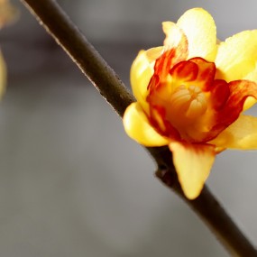 报春的腊梅-----紫芯