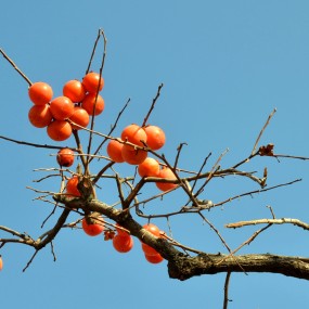 枝头累累嗮柿红