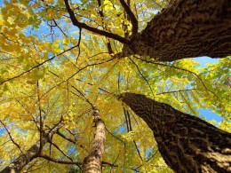 雾霾来袭，陕南这个漫天红叶的小县城，不仅风景如画，更是洗肺圣地！