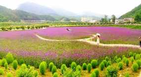 留坝薰衣草花海