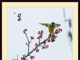 又是一年春逝去