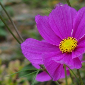 汉中留坝的格桑花