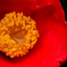 茶花·不一样的视角