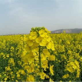 2012年汉中油菜花节摄影之旅
