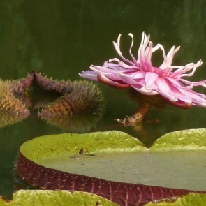 西安植物园王莲叶子站人