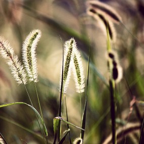 乱乱的花儿乱乱的拍