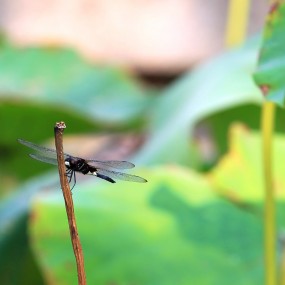 双翼“战斗机”