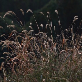 我也发片——微距、蹭拍（原片）