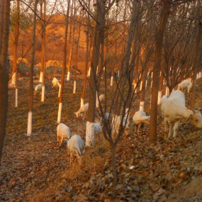 牧羊图（原创摄影）