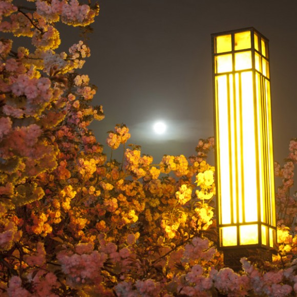 镜花水月--曲江夜