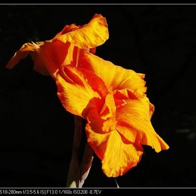 我家的盛开美人蕉