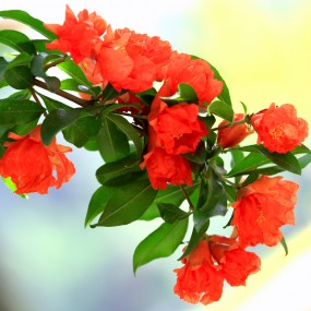 PS制作工艺花瓶（2016）