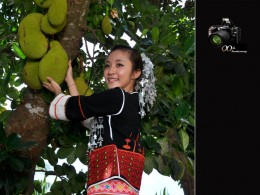 五指山下美黎花