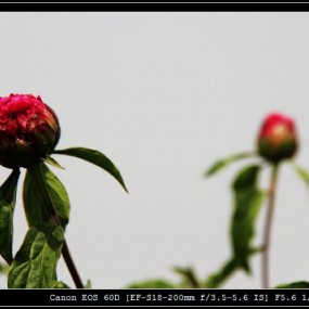 花卉乱拍（二）大明宫