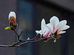 洁白的玉兰花也带着丝丝红润