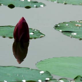 荷花，荷叶一组