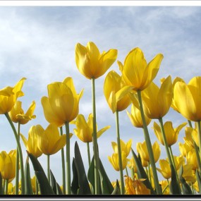 春暖花开我拍郁金香