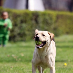 再来几张拉布拉多、